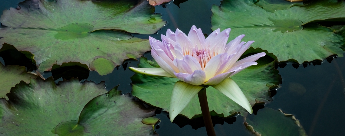 Marilyn Perry's Lotus Sutra Hoben Chapter Translation Marilyn Perry's Lotus Sutra Hoben Chapter Translation