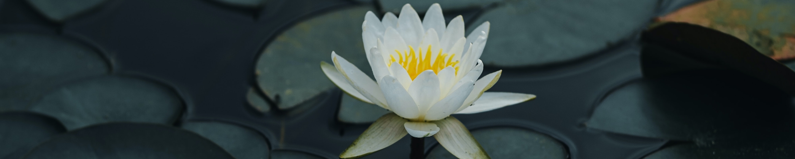 Marilyn Perry's Lotus Sutra Hoben Chapter Translation Marilyn Perry's Lotus Sutra Hoben Chapter Translation