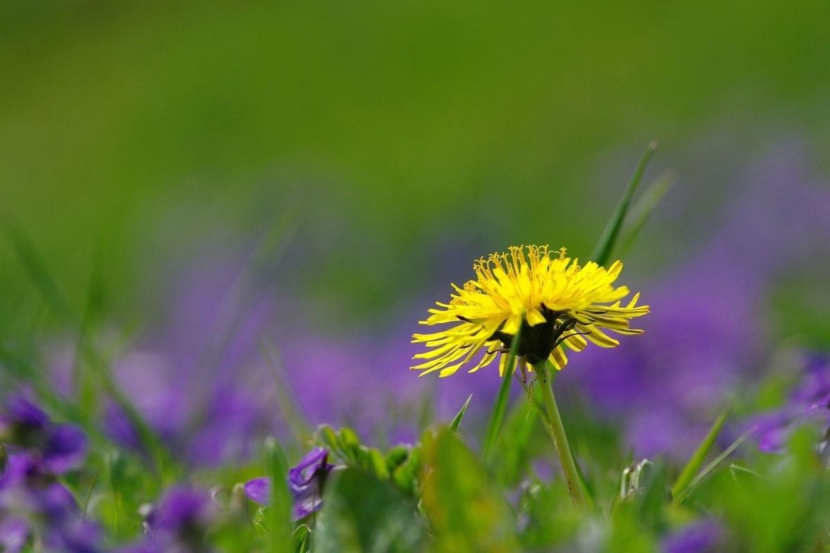 Marilyn Perry On Discovering Andrew Imbrie's Musical Work Dandelion Wine