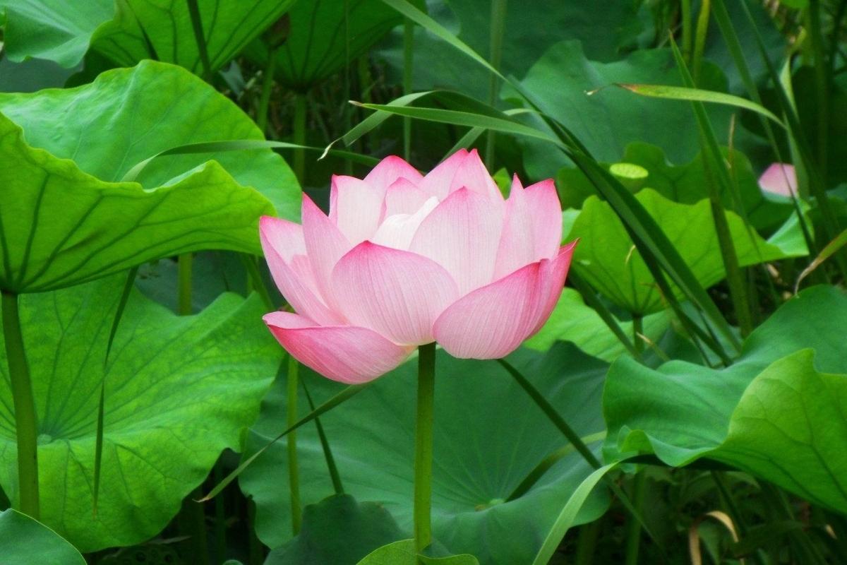 Lotus Sutra Hoben Chapter Lotus Sutra Hoben Chapter Translation And Commentary