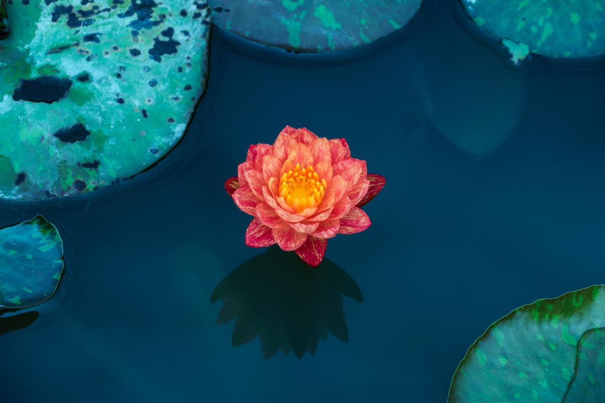 Marilyn Perry's Lotus Sutra Hoben Chapter Translation