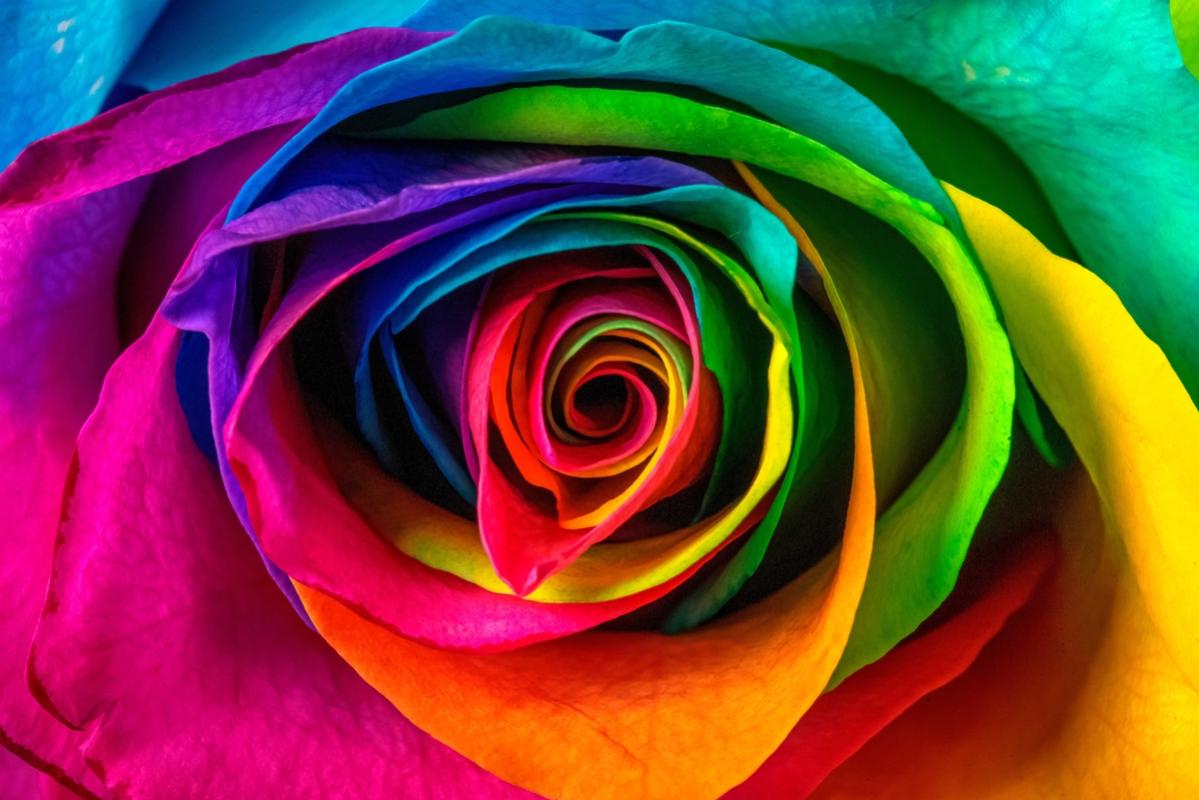 Marilyn Perry's Discovery Of An Amazing Rose Petal Image Marilyn Perry's Discovery Of An Amazing Rose Petal Image