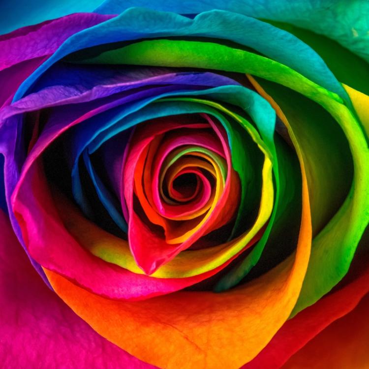 Marilyn Perry's Discovery Of An Amazing Rose Petal Image Marilyn Perry's Discovery Of An Amazing Rose Petal Image