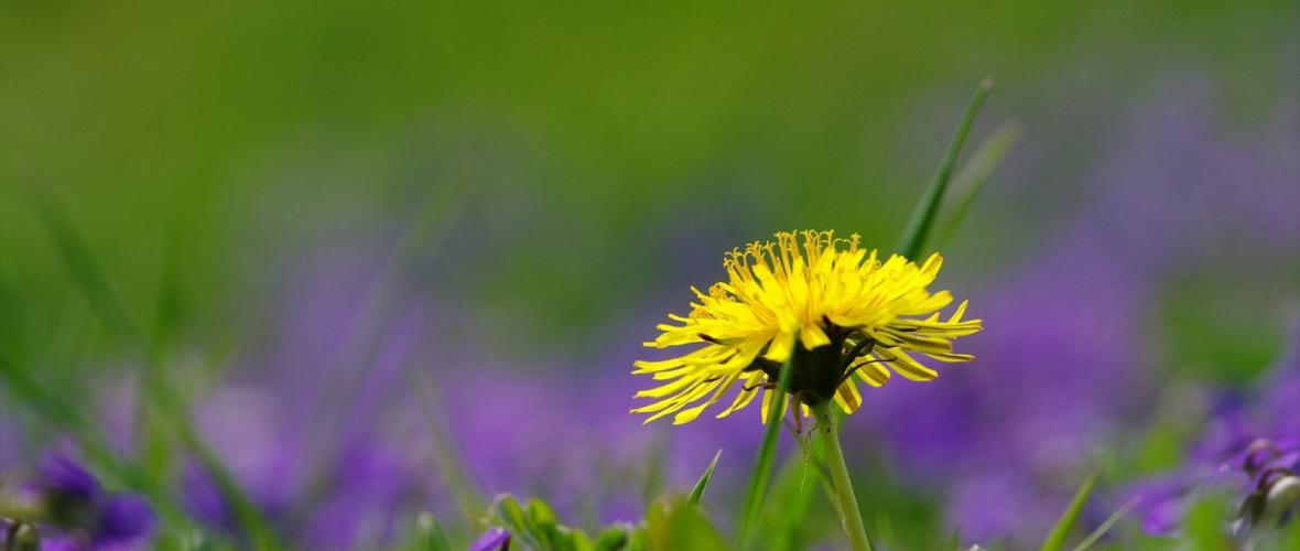 Dandelion Wine